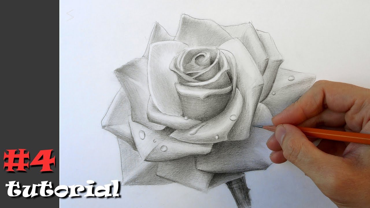 роза карандашом