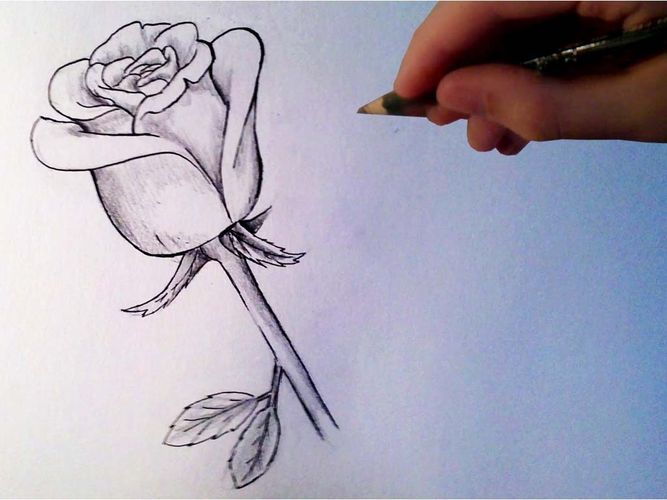 красиво рисовать розы