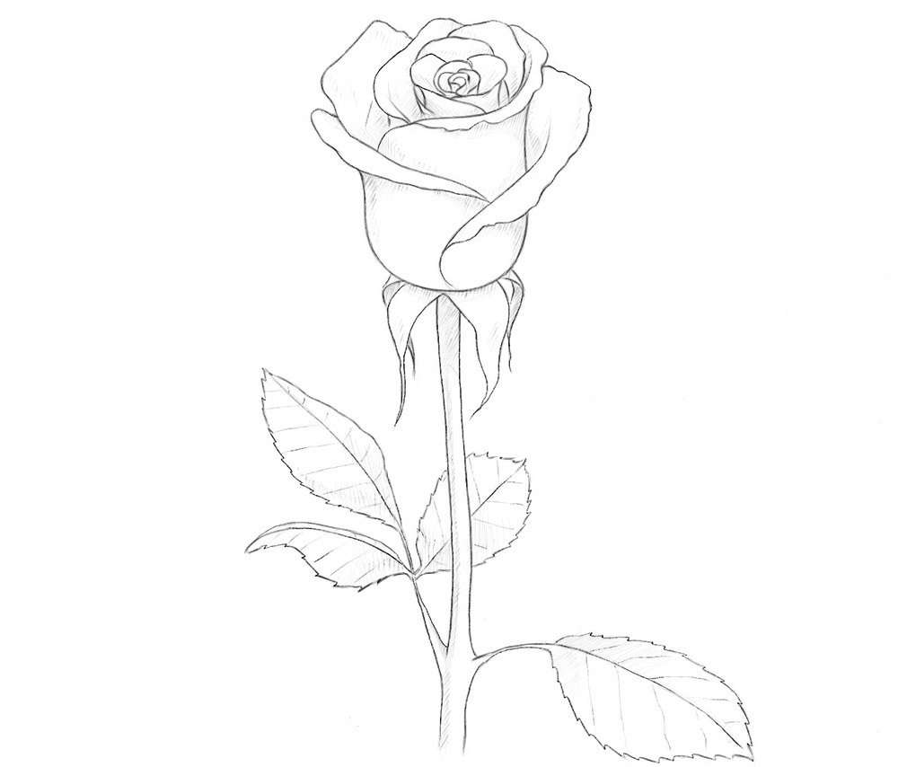 уроки рисуем розы