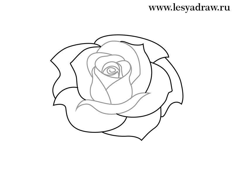 научиться рисовать розу поэтапно