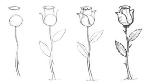 как рисовать розы карандашом для начинающих