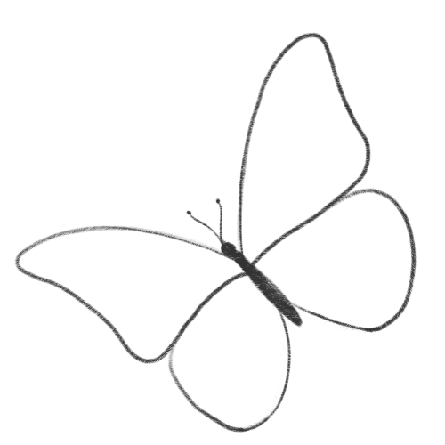 как нарисовать бабочку поэтапно