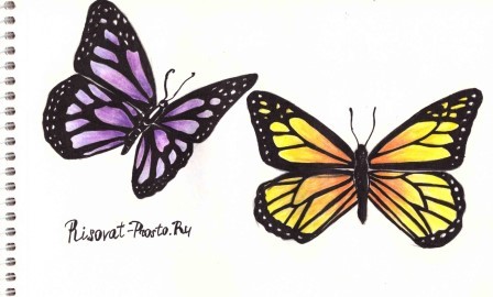 как нарисовать бабочку пошагово