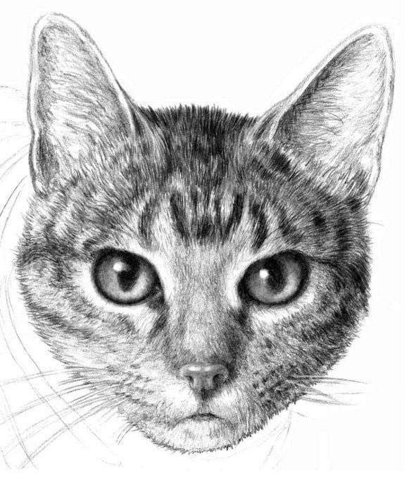 рисунок кота карандашом