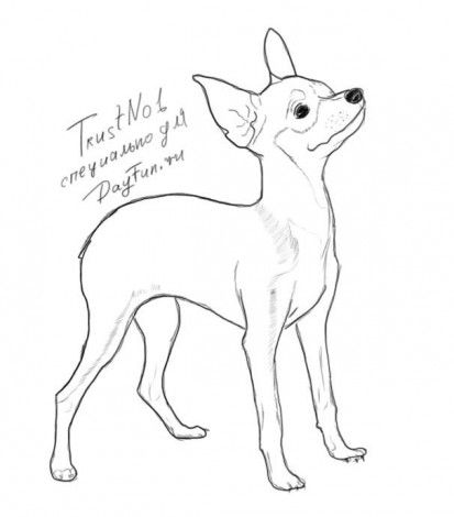 нарисовать собаку терьера поэтапно карандашом