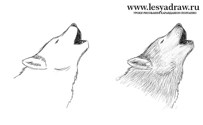 Как нарисовать морду Волка карандашом поэтапно