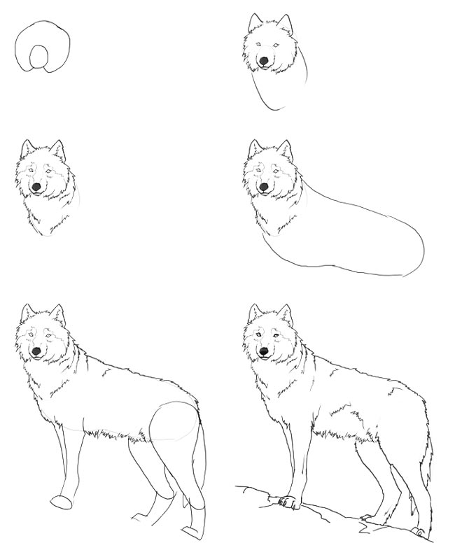 Как нарисовать волка ребенку карандашом поэтапно