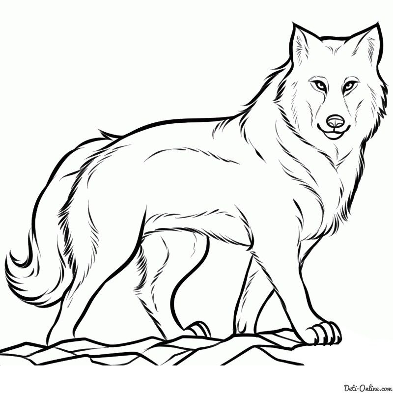 как нарисовать серого волка