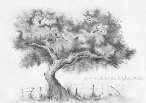 Как нарисовать большое дерево