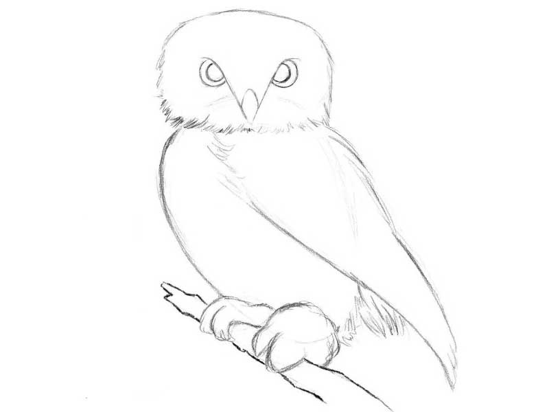 Как нарисовать сову карандашом поэтапно: инструкция для детей, схемы и эскизы от художников