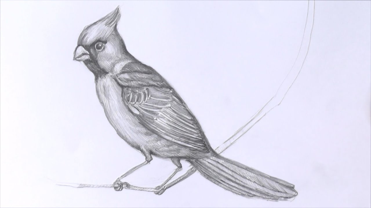 рисуем птицу поэтапно