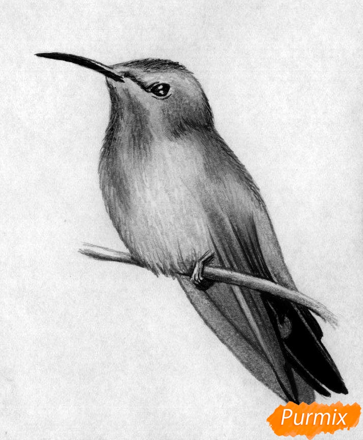 рисуем птицу карандашом