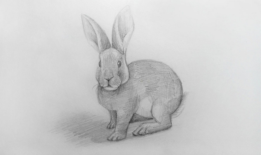 нарисованный кролик карандашем