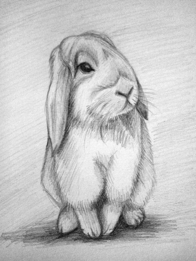 нарисованный карандашем кролик
